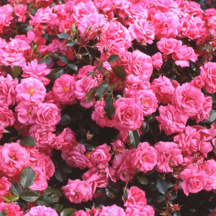 Rosa Urban Streetlight Rekord Pink Emely (Fioritura)