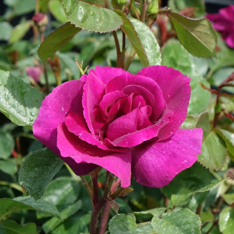 Rosa Floribunda Bluebell (Fioritura)