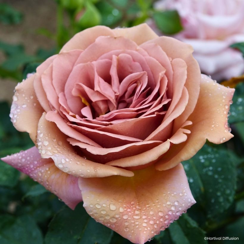 Rosier à fleurs groupées Koko Loko (Fioritura)