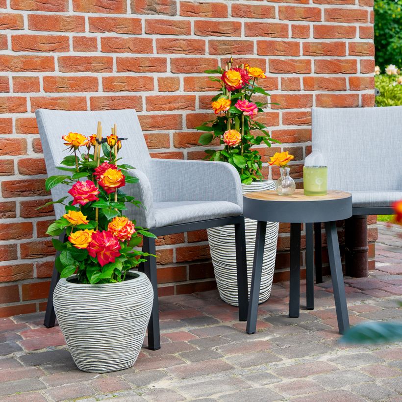 Rosa Floribunda Planter's Punch (Porto)