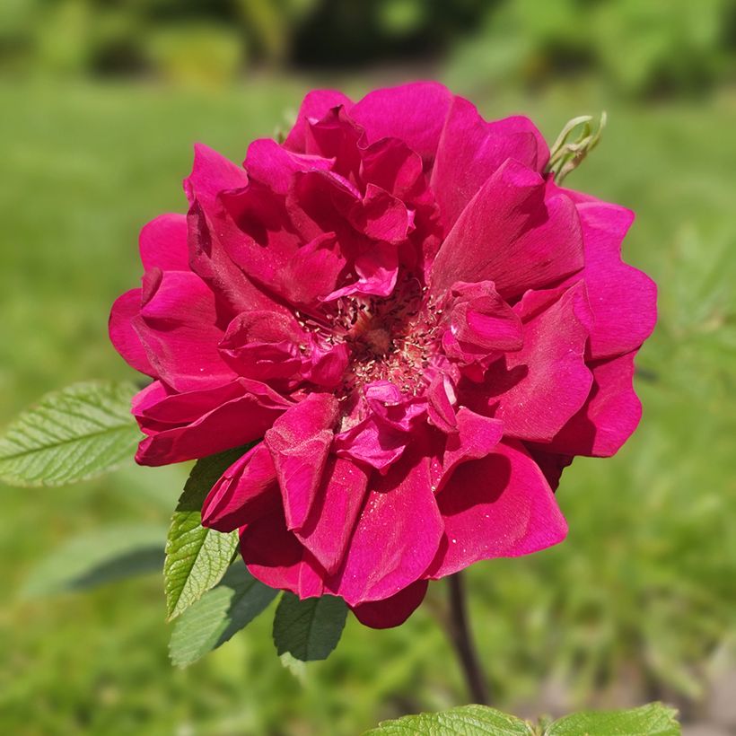 Rosier à fleurs groupées Take it Easy Red  (Fioritura)