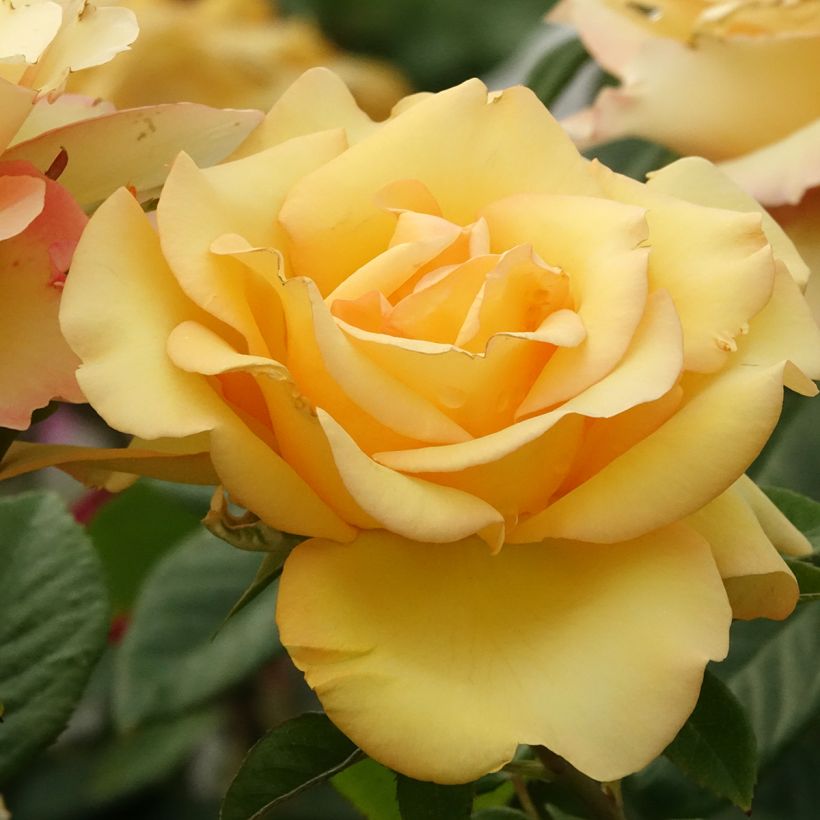 Rosa Eureka - Rose ibrida di tea (Fioritura)