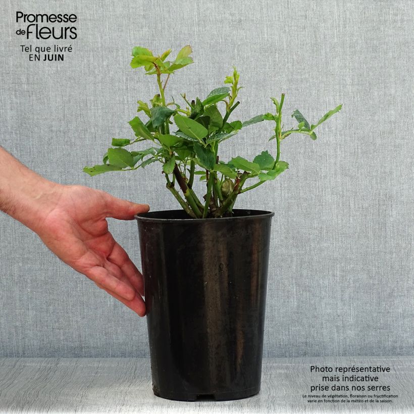 Rosa Ville de Chine Vaso da 4L/5L esemplare consegnato in primavera