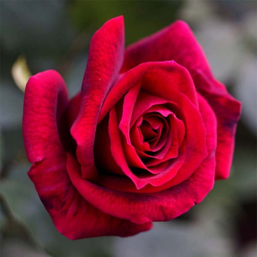 Rosa Papa Meilland - Rose ibrida di tea (Flowering)