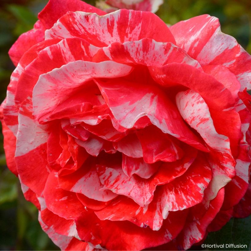 Rosa Scentimental Coral (Fioritura)