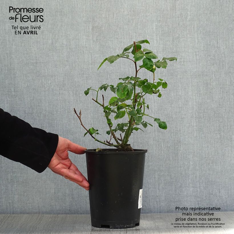 Example of Rosa polyantha Abracadabra Vaso da 3L/4L as you get in printemps