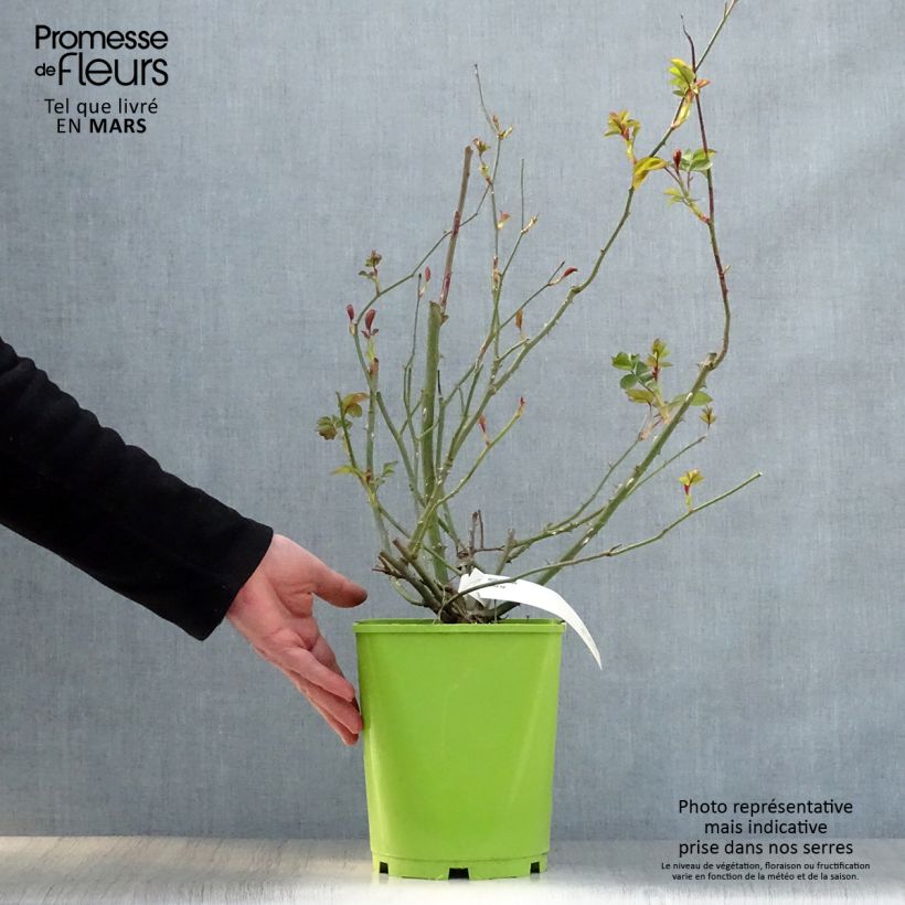 Example of Rosa polyantha Alain Vaso da 4L/5L as you get in printemps