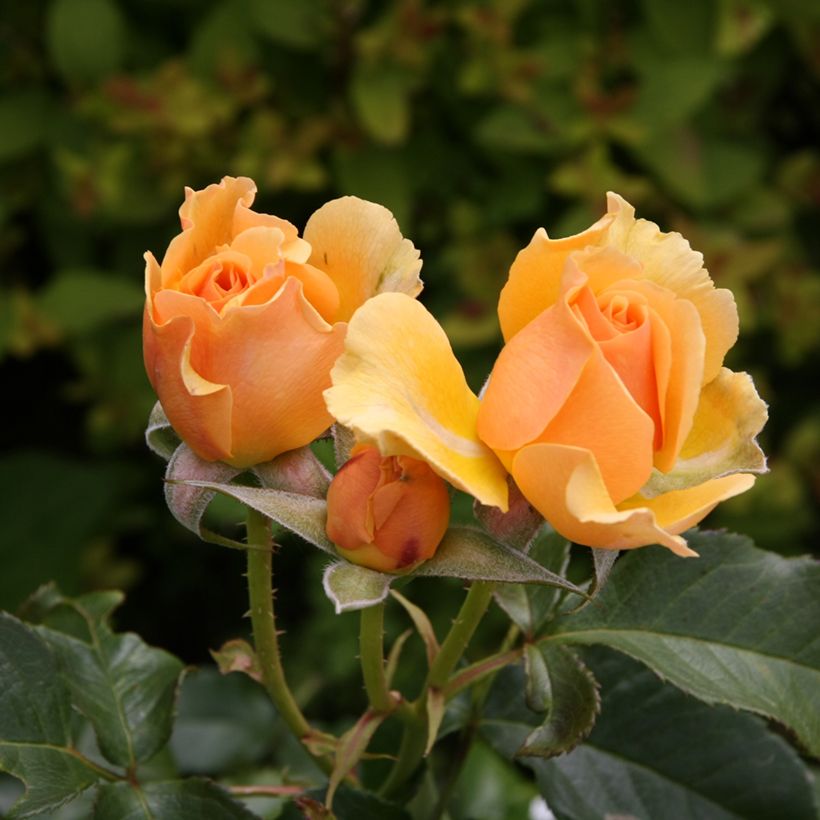 Rosa polyantha Amber Queen (Flowering)