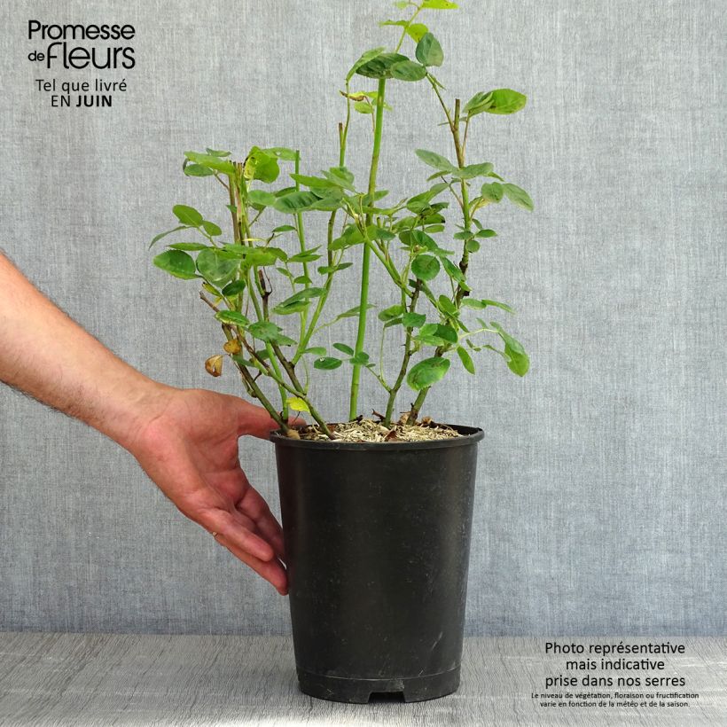 Example of Rosa polyantha Anny Duperey Vaso da 4L/5L as you get in printemps