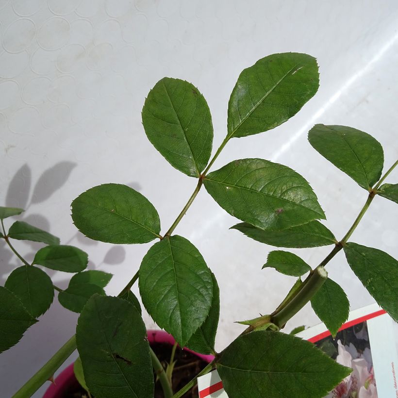 Rosa polyantha Astronomia Meillandécor (Foliage)