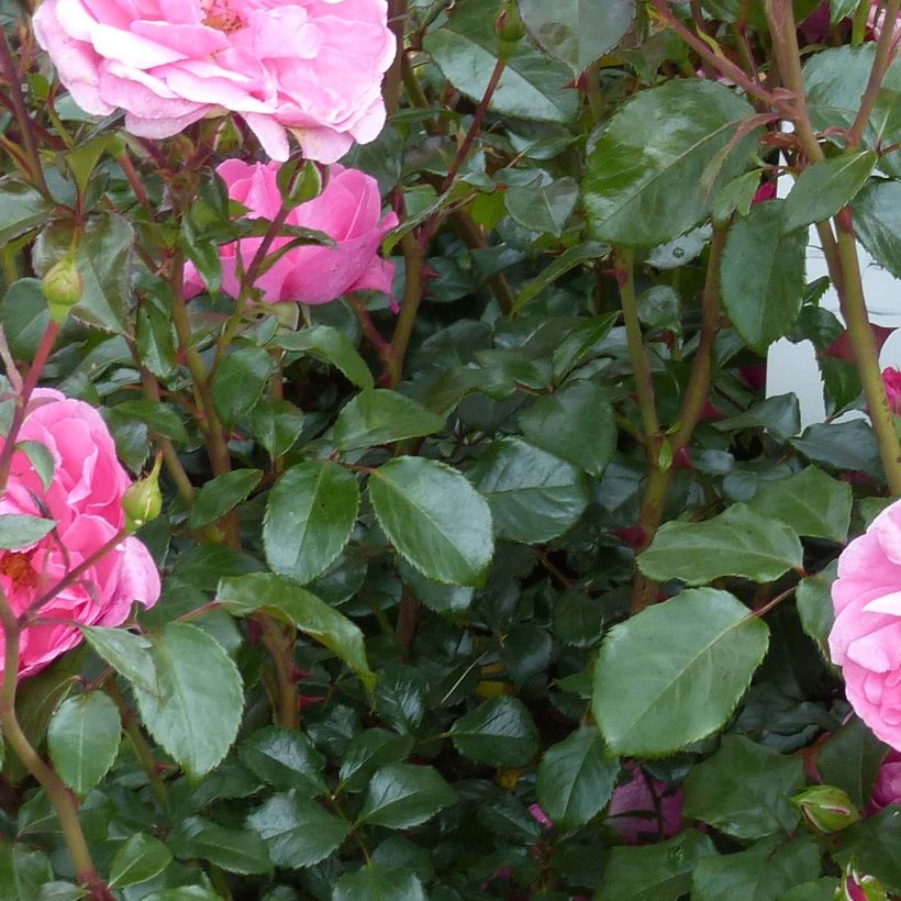 Rosa polyantha Berleburg (Foliage)