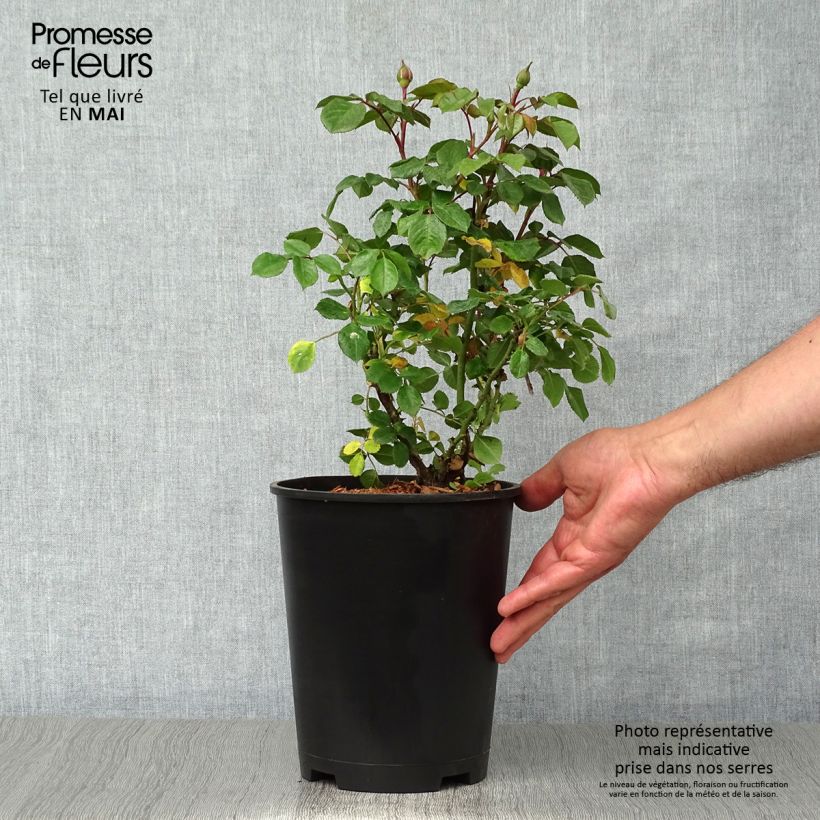 Example of Rosa polyantha Berleburg Vaso da 3L/4L as you get in printemps