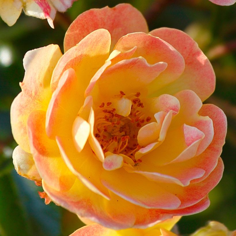 Rosa polyantha Bees Paradise Fruity (Flowering)