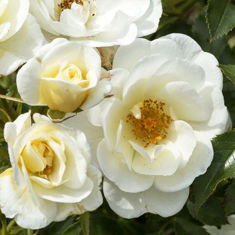Rosa polyantha Bees Paradise Ivory (Fioritura)