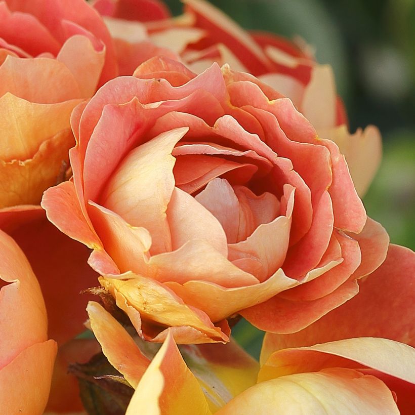 Rosa polyantha Bees Paradise Mango (Flowering)