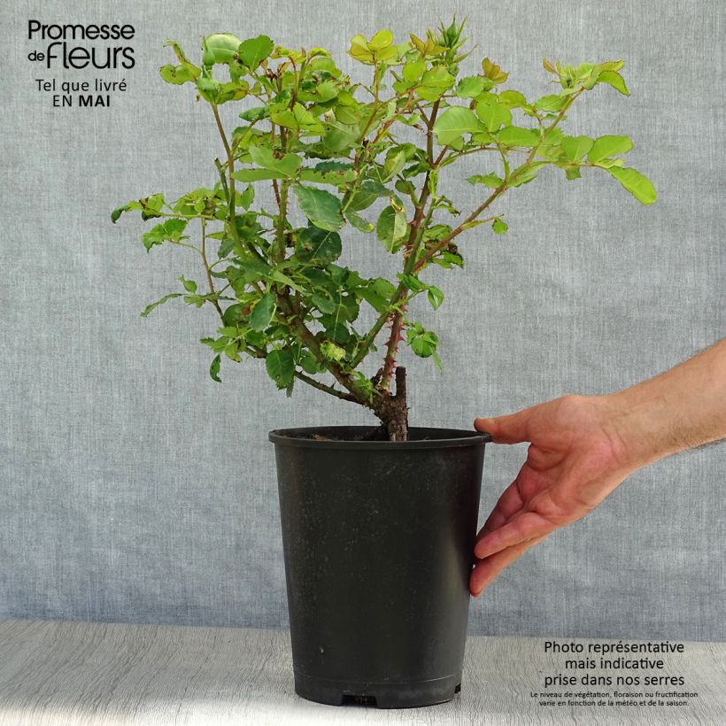 Rosa persica Eyes for You Blue Eyes Vaso da 4L/5L esemplare consegnato in primavera