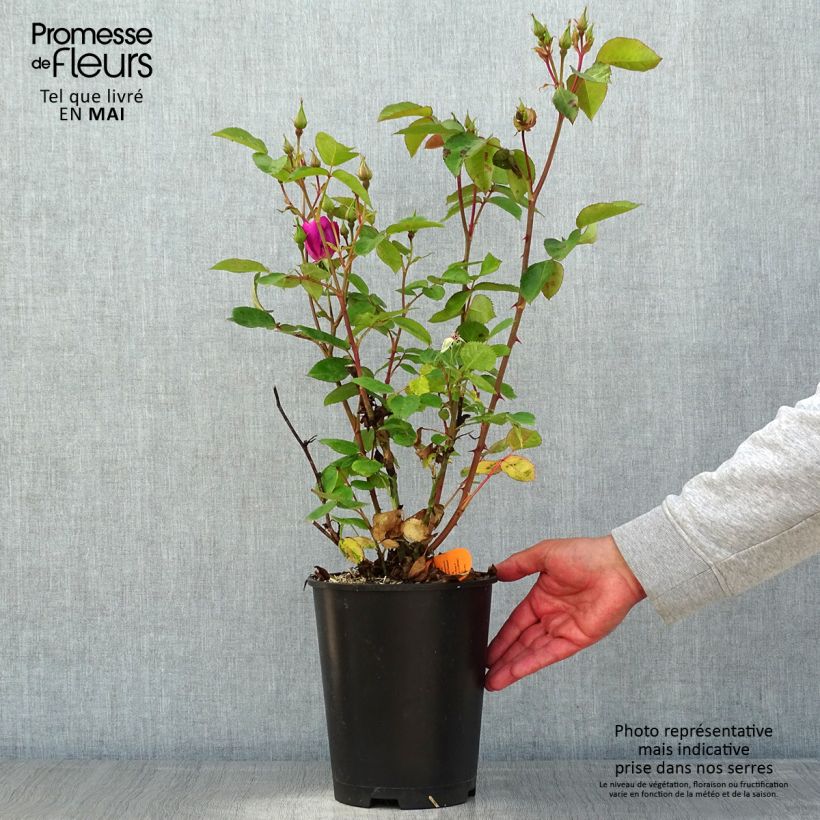 Example of Rosa Floribunda Bluebell Vaso da 4L/5L as you get in printemps