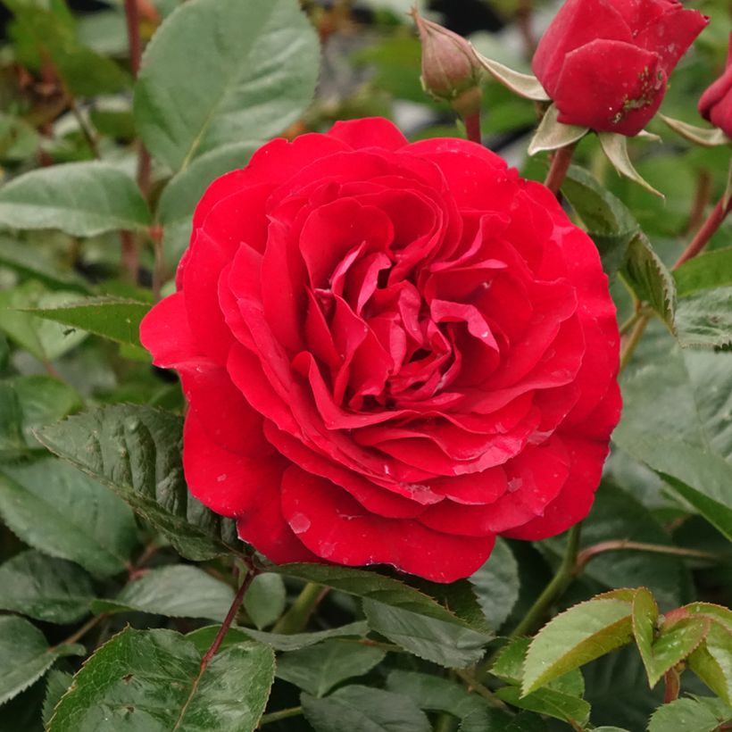 Rosa polyantha Bordeaux 'Korelamba' (Fioritura)