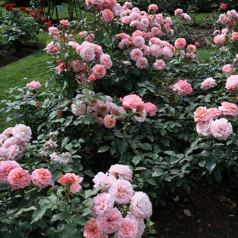Rosa Floribunda Botticelli (Plant habit)