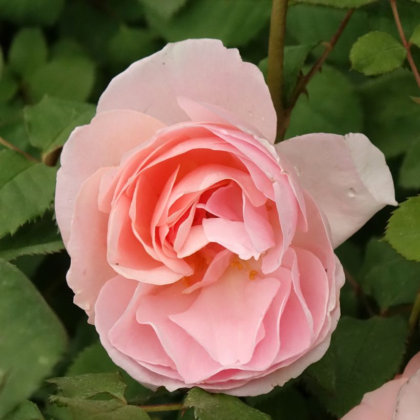 Rosa polyantha Caroline's Heart (Flowering)