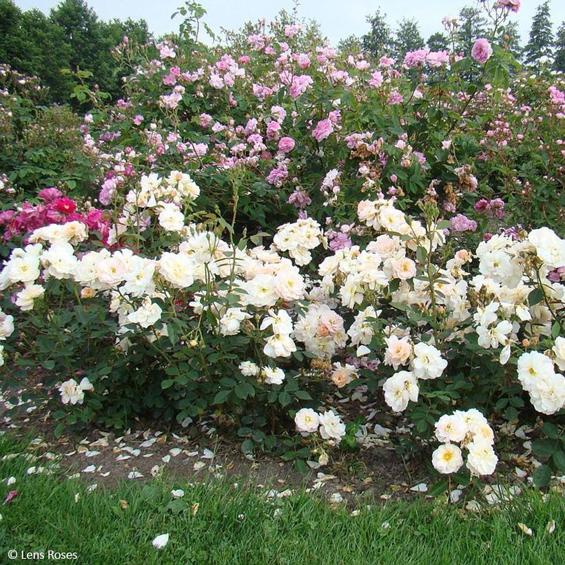 Rosa moscata Comtesse André d'Oultremont (Plant habit)