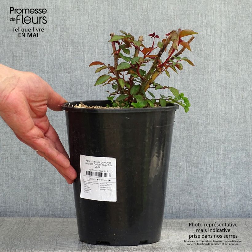 Example of Rosa polyantha Fragrant Delight Vaso da 2L/3L as you get in printemps