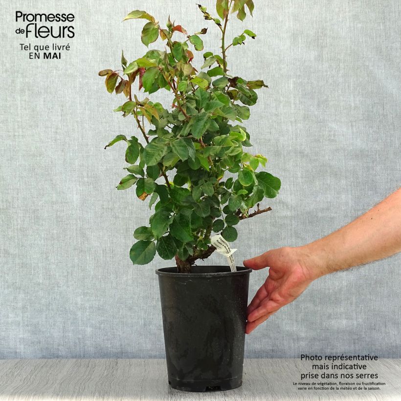 Example of Rosa polyantha François Mauriac Vaso da 4L/5L as you get in printemps