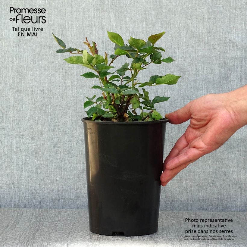 Example of Rosa polyantha Friesia Vaso da 2L/3L as you get in printemps