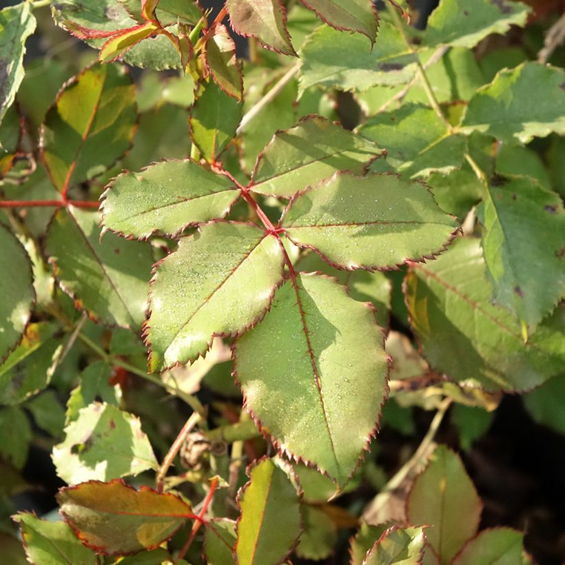 Rosa polyantha Hedge Charmers (Foliage)