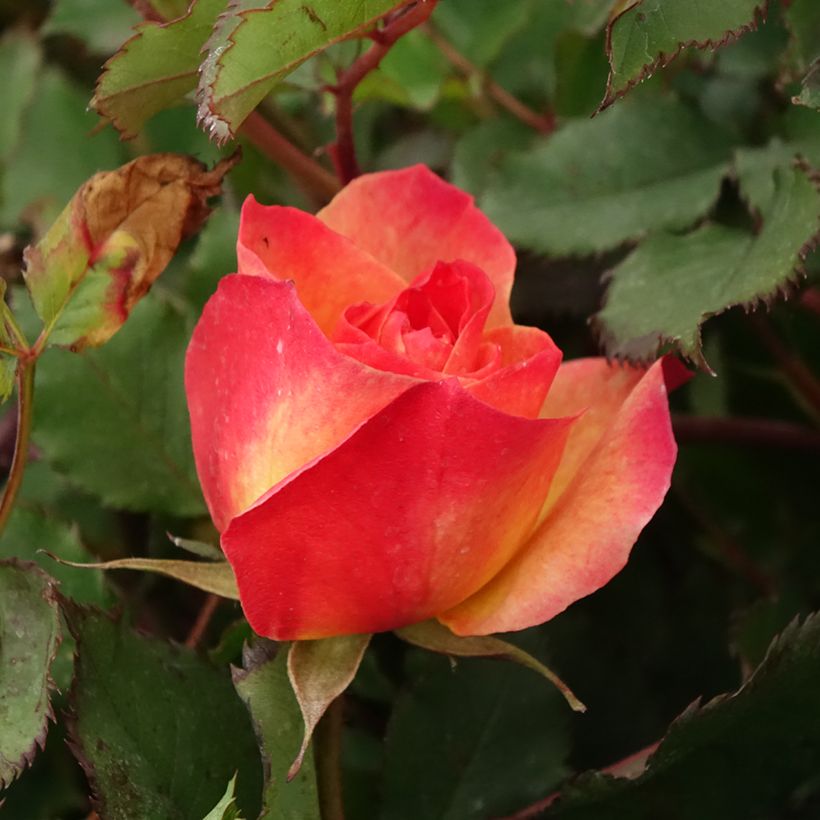 Rosa polyantha Hedge Charmers (Flowering)
