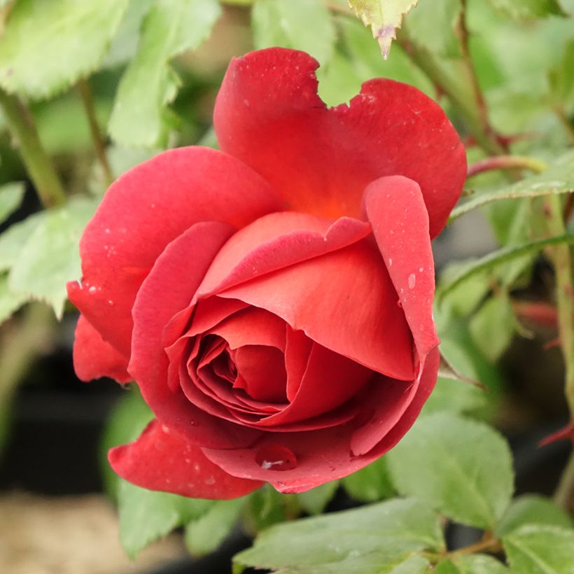 Rosa polyantha Hot Cocoa Wekpaltlez (Flowering)
