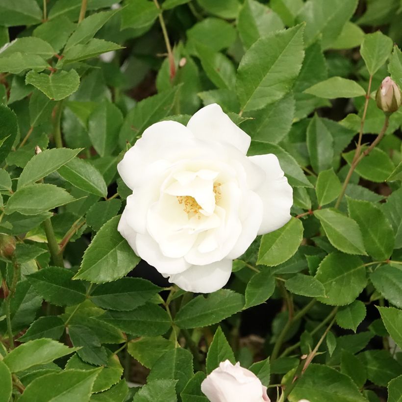 Rosa Floribunda Bianca Iceberg (Schneewittchen) (Fioritura)