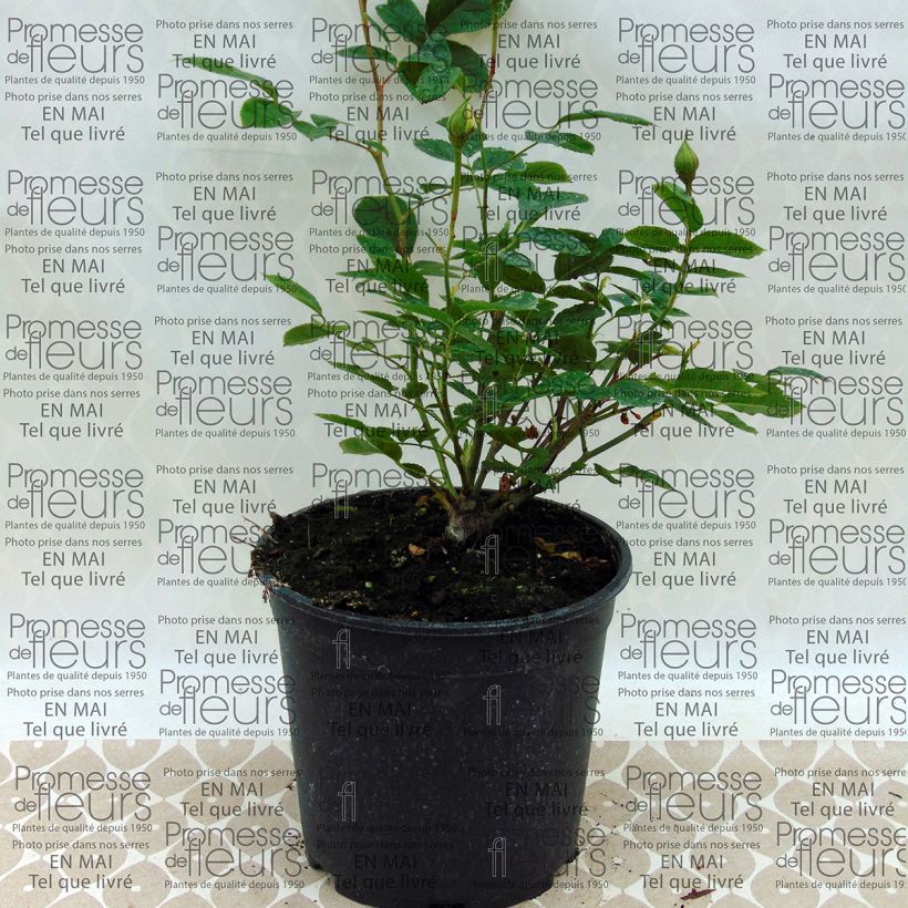 Esempio di esemplare Rosa Floribunda Irene of Denmark Vaso da 2L/3L come consegnato