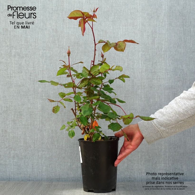 Rosa Jazz Festival Vaso da 4L/5L esemplare consegnato in primavera