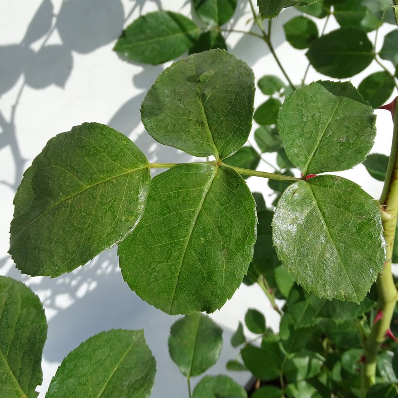 Rosa Floribunda La Sevillana Meigekanu (Foliage)