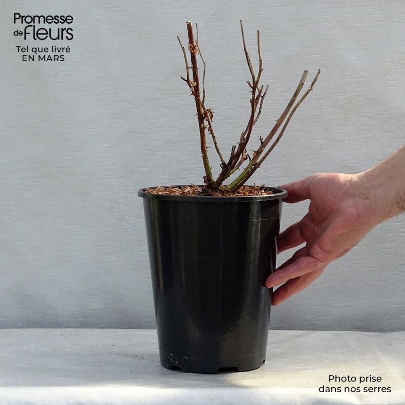 Rosa polyantha Laminuette Vaso da 2L/3L esemplare consegnato in primavera