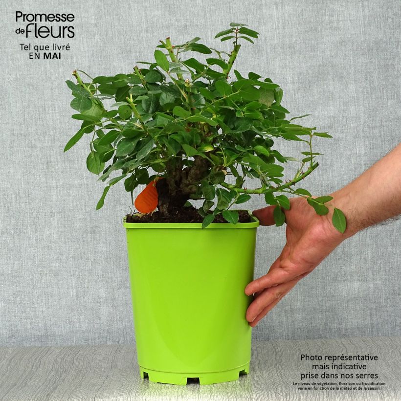 Rosa polyantha Leonardo Da Vinci Vaso da 4L/5L esemplare consegnato in primavera