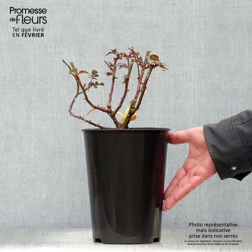 Rosier à fleurs groupées Leonardo da Vinci Pot de 2L/3L esemplare consegnato in inverno