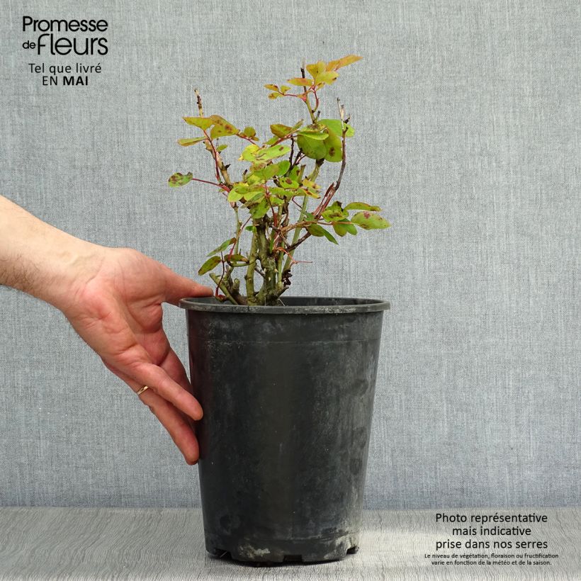 Rosa polyantha Lili Marleen Vaso da 4L/5L esemplare consegnato in primavera