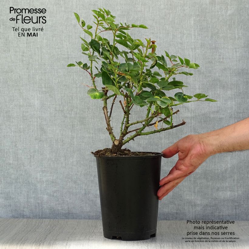 Rosa Love Song - Rose ibrida di tea Vaso da 4L/5L esemplare consegnato in primavera