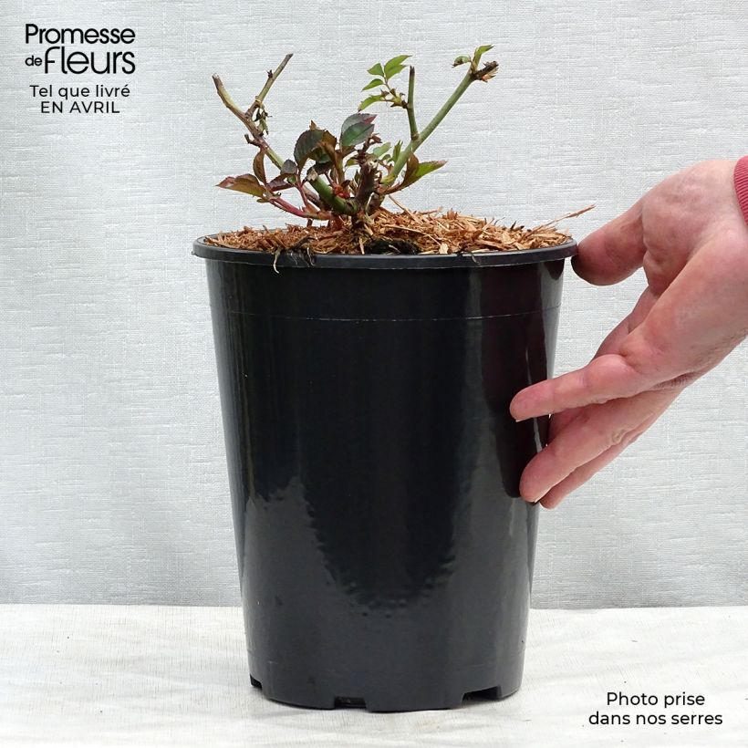 Rosa Margaret Merril Vaso da 2L/3L esemplare consegnato in primavera