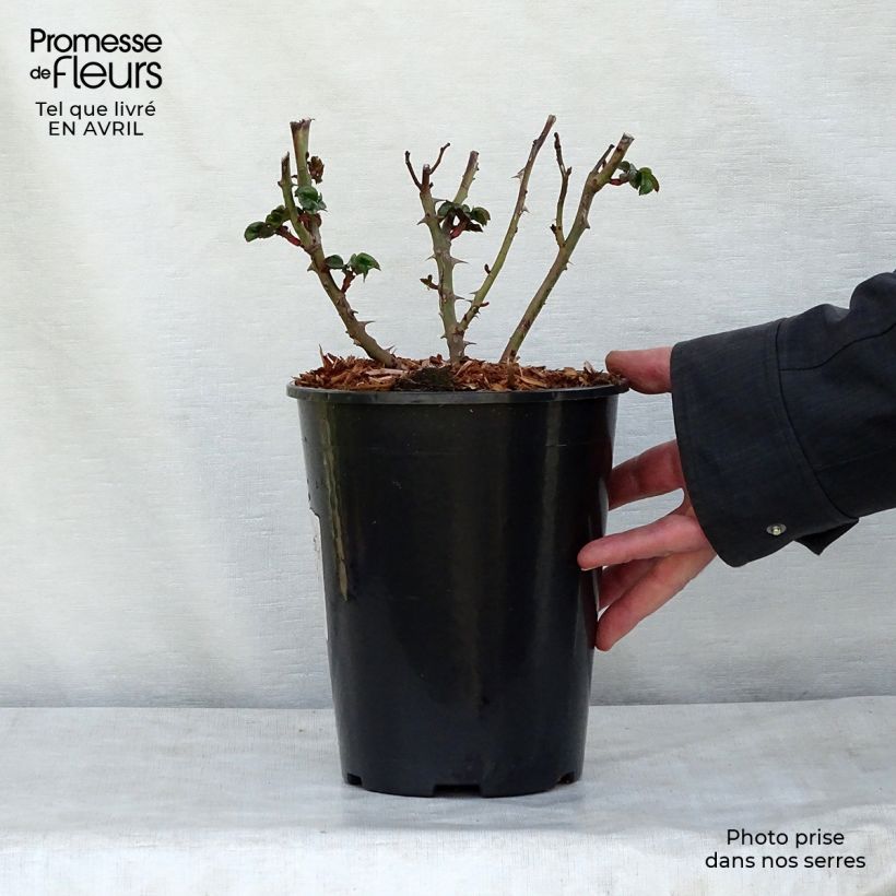 Example of Rosa polyantha Marie Curie Vaso da 2L/3L as you get in printemps