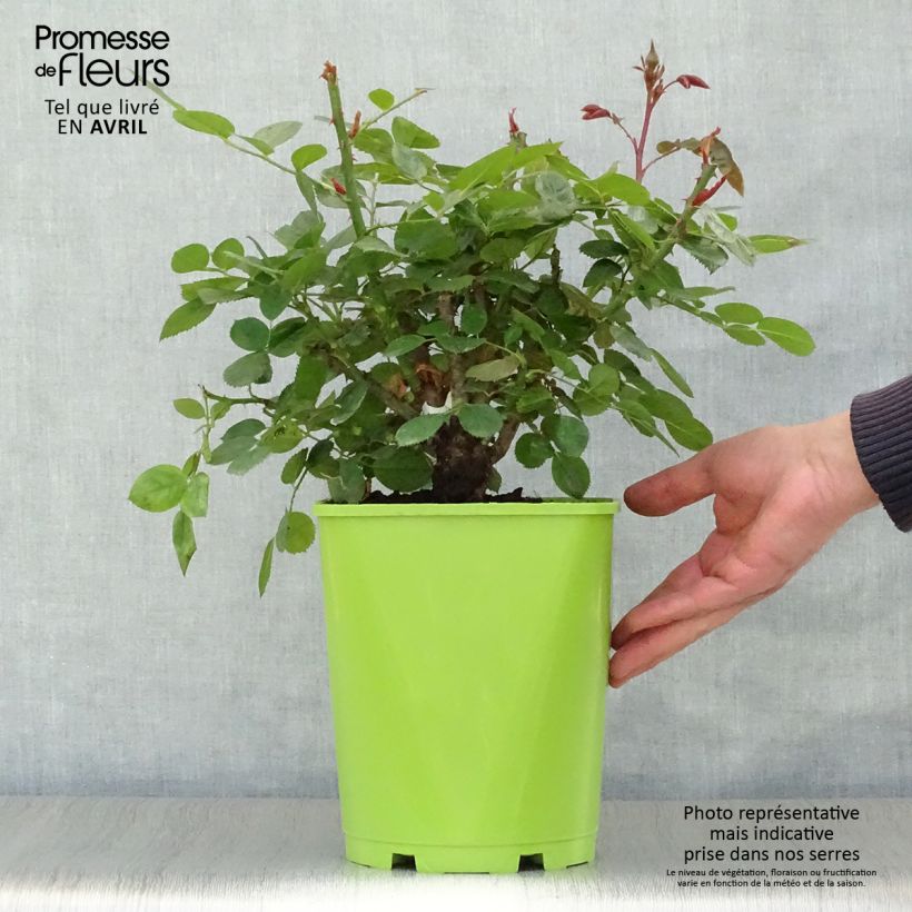 Rosa polyantha Martin des Senteurs Vaso da 4L/5L esemplare consegnato in primavera