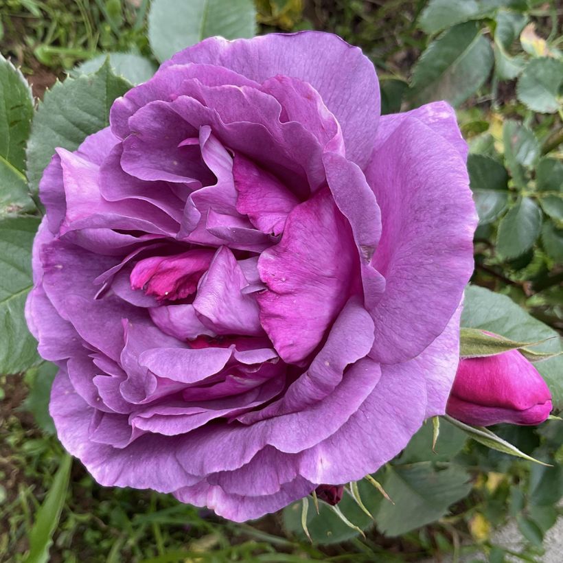Rosa polyantha Minerva (Flowering)