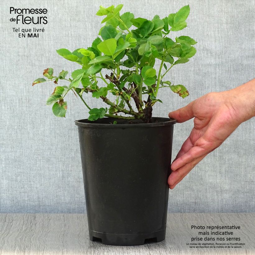 Example of Rosa polyantha Minerva Vaso da 3L/4L as you get in printemps