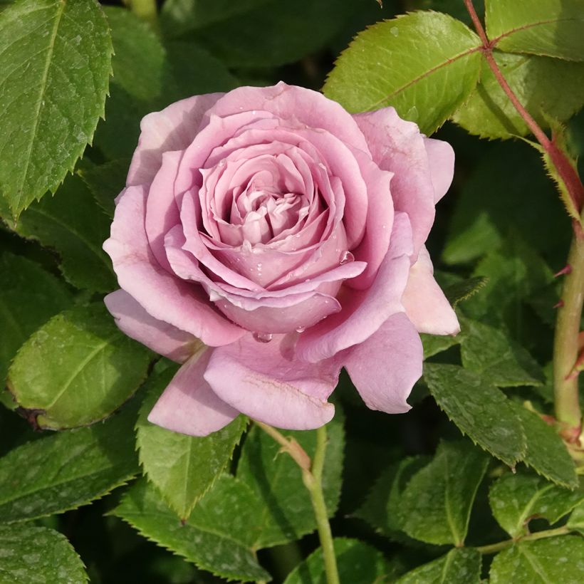 Rosa moderno Novalis (Fioritura)