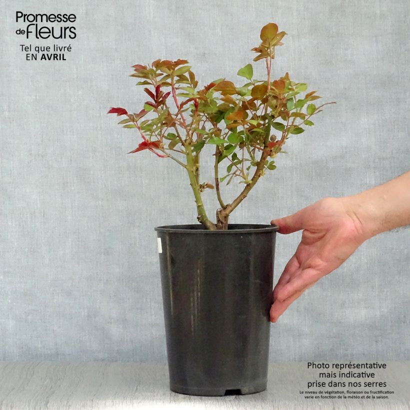 Example of Rosa moderno Novalis Vaso da 4L/5L as you get in printemps