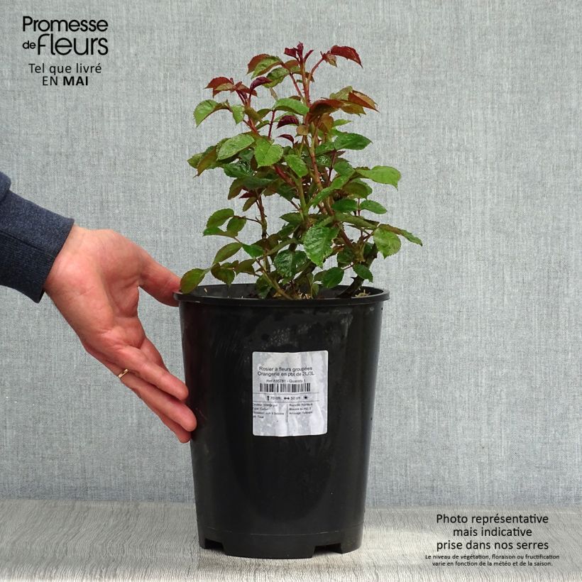 Rosa polyantha Orangerie Vaso da 2L/3L esemplare consegnato in primavera
