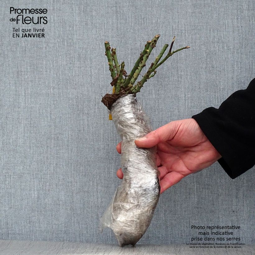 Example of Rosa Floribunda Pacific Dream Zolla a radice nuda as you get in hiver