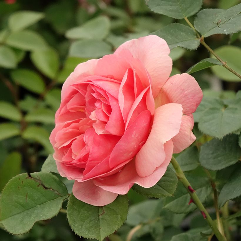 Rosa polyantha Park Abbey Rose (Flowering)